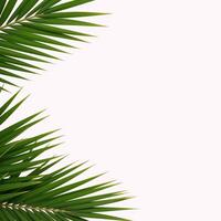 Closeup of green palm leaves against a white backdrop tropical foliage banner featuring clean copy space and an elegant palm tree corner element suitable for nature and botanical designs photo