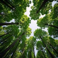Trees as earths natural air filters planting more helps fight air pollution for improved health photo