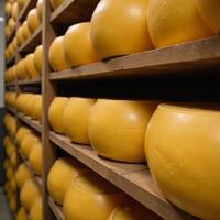 Aged waxcovered cheese wheels stored on rustic wood shelving within a cheese factory setting photo