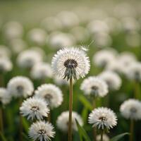 A dandelion field shimmering with polluted light and wispy puffballs amidst the haze photo