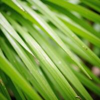 Empty space centered with palm leaf backdrop minimalist composition photo