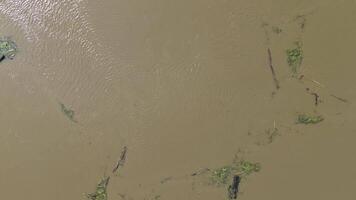 Flowing stream of dirty water in the river, river filled with dirty water after flood. Oder River, Poland video