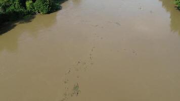 Flowing stream of dirty water in the river, river filled with dirty water after flood. Oder River, Poland video