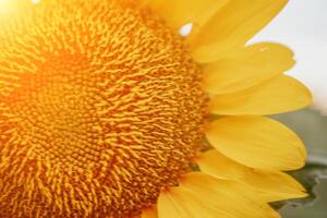 Bright Sunflower Flower. Close-up of a sunflower in full bloom, creating a natural abstract background. Summer time. Field of sunflowers in the warm light of the setting sun. Helianthus annuus. photo