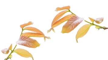 Close-Up of Fresh Young Leaves on Branches Isolated on White Background photo