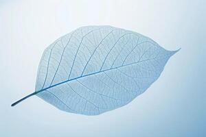 Delicate skeleton leaf showing intricate veins photo