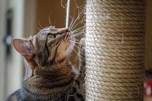 Tabby cat scratching on a rope scratching post photo