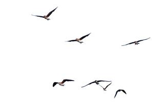 Flock of Birds Soaring in Clear Sky Captured in Mid-Flight Against a White Background photo