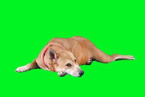 Relaxed Dog Lying on Vibrant Green Background Perfect for Creative Design and Advertising Projects photo