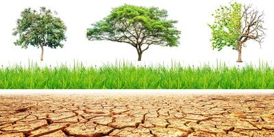 Evolution of Trees on White Background Isolate Showing Different Stages of Growth and Environmental Impact photo