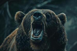 Large brown bear roaring showing sharp teeth photo