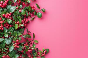 Lingonberry branches with ripe berries creating frame on pink background photo