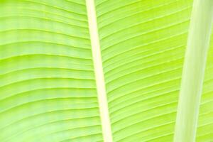 Close-Up of Vibrant Green Banana Leaf with Natural Texture and Sunlight Filtering Through for Nature and Botanical Themes photo