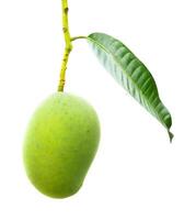 Fresh Green Mango on Branch with Leaf Isolated on White Background - High-Quality Stock Photo for Commercial Use