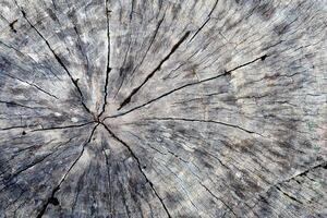 Close-Up of Weathered Tree Stump with Cracks and Rings Showcasing Natural Texture and Aging Patterns photo