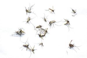 Close-Up of Multiple Mosquitoes on White Background Highlighting Insect Details and Patterns photo