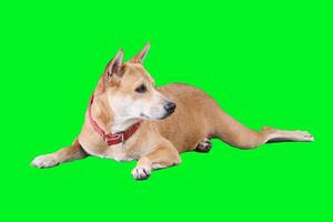 Relaxed Brown Dog Lying on Green Screen Background with Red Collar, Perfect for Pet and Animal Themed Projects photo