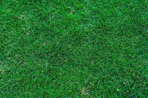 A close-up view of a freshly mowed lawn texture. This vibrant green lawn features a fine texture and evenly cut grass with no weeds or debris, illuminated by morning sunlight and adorned with light dew. photo