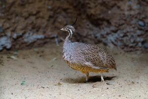The sandgrouse is a unique ground-dwelling bird species native to Africa and Asia. Known for its small to medium size, it features a long tail and distinct head patterns, often inhabiting arid regions. photo