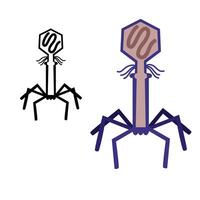 Structure of Becteriophage illustration vector