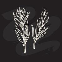 Tarragon branch in the style of line drawing vector
