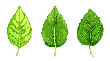 A collection of three vibrant green leaves displayed in a realistic style against a white background. illustration vector