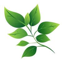 This image features a green leaf branch with various leaf shapes, showcasing a smooth graphic style on a white background. illustration vector