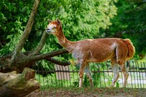 A curious brown llama with curly fur stands near a large tree in an outdoor zoo enclosure. The sun shines brightly, casting shadows as visitors admire the llamas unique appearance and gentle demeanor. photo
