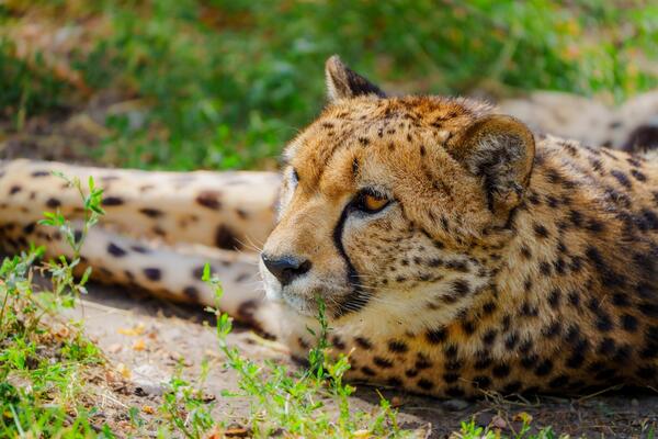 A stunning image of a cheetah in the wild, showcasing its natural habitat. Known as the fastest land animal, this majestic creature embodies speed and agility, perfect for wildlife articles.