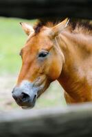 A beautiful brown wild horse stands in a green field, gazing away. Its long mane and rich, dark brown coat create a striking image against the blurred background of grass and trees. photo