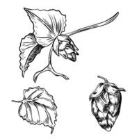 Hop cones on branch with leaves monochrome graphic illustration isolated. Humulus plant black white hand drawn in line art for design beer label, packaging, St Patrick day, Oktoberfest. vector
