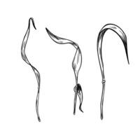 Dried grass, barley stems black white graphic illustration isolated. Stalks of rye, wheat monochrome line art hand drawn by ink for design botanical label, natural product package. vector