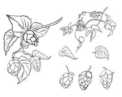 Set of hops vine, humulus, leaves black white linear illustration isolated. Hop cones, branch, tendril monochrome contour hand drawn in botanical sketch for beer label, Oktoberfest, brewing. vector