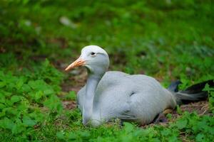 A light gray bird with a long thin orange beak is resting comfortably on the soft green grass, basking in the sunlight. Its feathers are slightly ruffled, indicating a peaceful state, surrounded by nature. photo