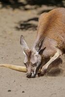 A curious kangaroo sniffs the ground in the hot summer sun, exploring its sandy surroundings. The kangaroo is isolated against a bright and clear blue sky, highlighting its natural habitat and behavior. photo