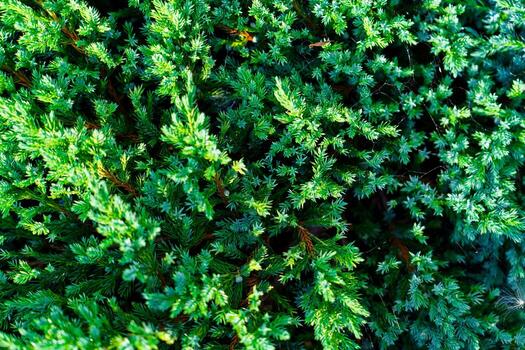Juniper bush with vibrant green foliage. The image is taken close-up, creating a lush, textured background. Perfect for nature-themed projects, backgrounds, and as a texture for text placement. photo