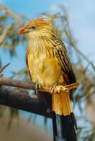 This exotic bird features a striking long yellow crest and a vibrant yellow body adorned with black stripes. Its unique black hooked beak adds to its beauty, making it a captivating subject. photo