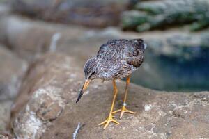 A small cute bird with long yellow legs is standing on a rock near the water. The bird is looking down with its long orange beak. It has light brown feathers with black stripes on its head and back. photo