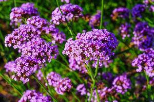 A beautiful shot of a cluster of purple flowers in full bloom. The flowers are delicate and have a soft texture. The background is blurred, which helps to focus the viewers attention on the flowers. photo