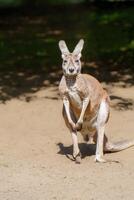 A large red kangaroo stands on the sand, looking at the camera with a curious expression, showcasing its powerful physique and distinctive features. The kangaroo is isolated on a solid color background. photo