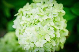 A stunning hydrangea flower in full bloom against a blurred background. Hydrangeas are favored for their vibrant colors and longevity, making them ideal for bouquets and landscaping in various climates. photo