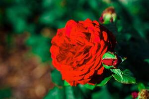 This image features a single dark red rose in full bloom with a solid green background, creating a vibrant contrast. The rose symbolizes love and beauty, perfect for various creative projects. photo