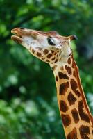 A tall, slender giraffe stands in a lush green forest. The giraffes head is turned to the side, and its eyes are looking at the camera. The giraffes coat is a light brown color with dark brown spots. photo