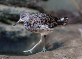 The little stint is a small wader in the sandpiper family. It is found in Europe, Asia, and Africa. The little stint is a migratory bird, and its range varies depending on the season. photo