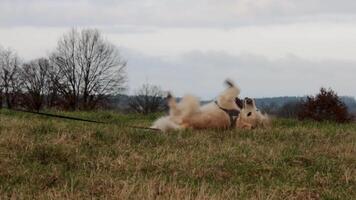 Adorable golden retriever rolling and lying down in a serene meadow resting in a grassy field under a cloudy sky on late autumn or early spring day. Dog is walking on a leash. video