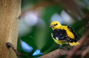 A small exotic yellow bird with a black head and white wingtips perches on a branch. The vibrant green background highlights its beauty, creating a serene natural setting that captivates viewers. photo