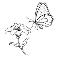 a butterfly is extracting nectar from a stock flower, illustration line art vector