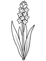 hyacinths bloom in clusters of tiny, bell-shaped flowers on a tall spike they come in many colors vector