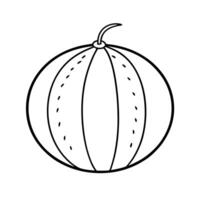 cantaloupe, illustration line art vector