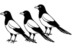 a 4 magpie lainar on white background, illustration line art vector